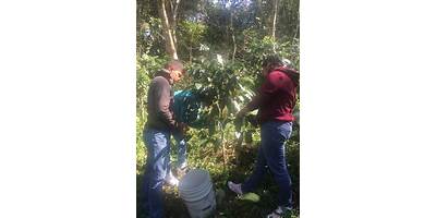 FLOR DE CAFE