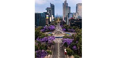 JACARANDAS