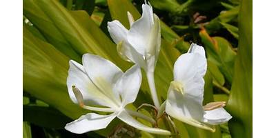 LAS BLANCAS MARIPOSAS