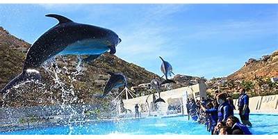 LOS DELFINES