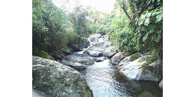 NARANJOS