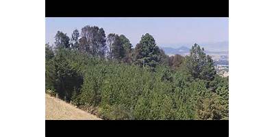 SAN LUIS EL ALTO