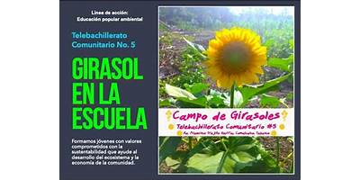 GIRASOLES