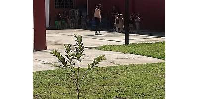 COLEGIO SALMANTINO FREINET