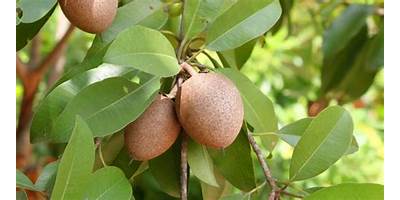 EL ZAPOTE (EL ZAPOTE DE LOPEZ)