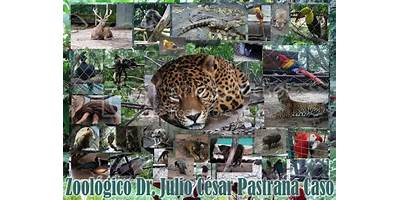 JULIO CESAR PASTRANA CASO
