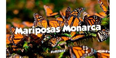 MARIPOSA MONARCA