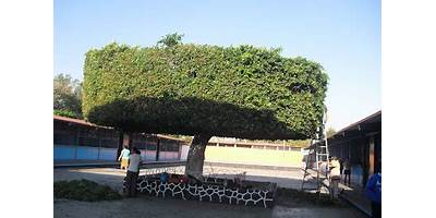 MIAHUAXOCHITL