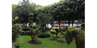 PLUTARCO ELIAS CALLES