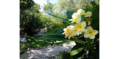 SAC NICTE (BLANCA FLOR)