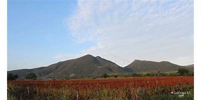 TECOLAPA