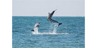 DOLPHIN'S