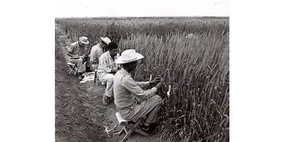 NORMAN E BORLAUG