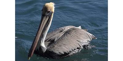 PELICANOS